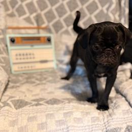 Scout - Black male Pug puppy in Smiths Station, Alabama from Magnolia Pugs
