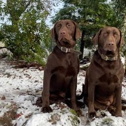 Labrador Retrievers from Misty's Labs