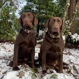 Labrador Retrievers from Misty's Labs