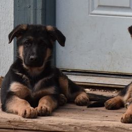 German Shepherd Puppies from Vom Dortmunder German Shepherds