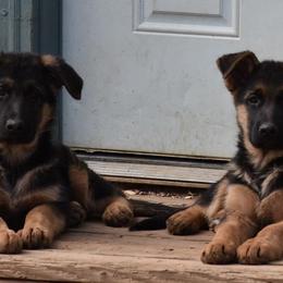 German Shepherd Puppies from Vom Dortmunder German Shepherds