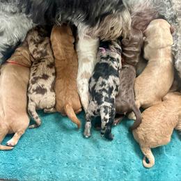 Red Collar - Apricot male Goldendoodle puppy in Stockton, California from Port City Doodles