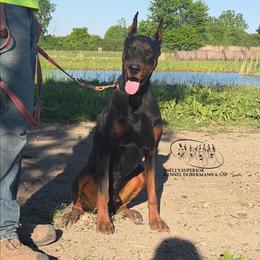 Vandal - Black and rust male Doberman Pinscher puppy in China Township, Michigan from Snell's Superior Kennel Dobermann & GSP