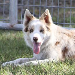 American Corgi, Border Collie, and Pembroke Welsh Corgi Puppies from Cowtown Corgis & Border Collies