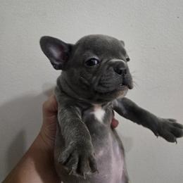 Cleo - Blue female French Bulldog puppy in Belvidere, Nebraska from Amore Kennel