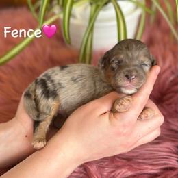 Fence - Blue merle female Aussiedoodle puppy in Lancaster, Minnesota from Finney Ranch