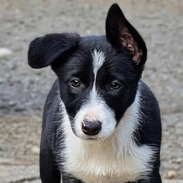 Boy 1 - male Border Collie puppy in Strafford, Vermont from Thundering Paws Farm Working Collies