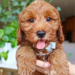 Skipper - Red  male Goldendoodle puppy in Salado, Texas from Red Ranch Dogs