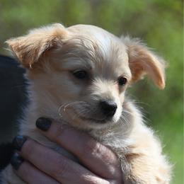 Stark - Fawn male Chihuahua puppy in Seneca, Missouri from Stephanie’s Puppy Colony