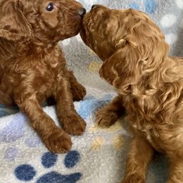 Cavalier King Charles Spaniels, Cavapoos, and Poodles from Maria's Pups