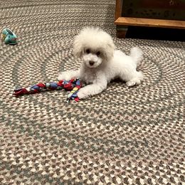 Poodle Puppies from Heritage Toy Poodles
