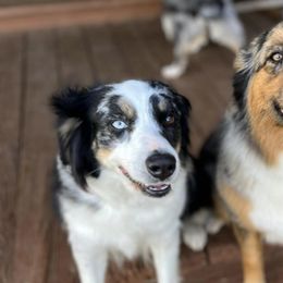 Miniature Australian Shepherds and Toy Australian Shepherds from T Bar T Aussies