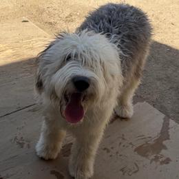 Sarah - Grey and white female Bernedoodle puppy in Peyton, Colorado from Peyton Doodles