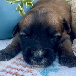 Australian Shepherd and Soft Coated Wheaten Terrier Puppies from BellSharps Australian Shepherds