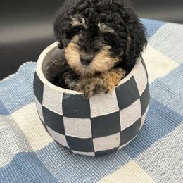 Black Olive - Black and tan female Cavapoo puppy in Austin, Texas from Doodles of Central Texas