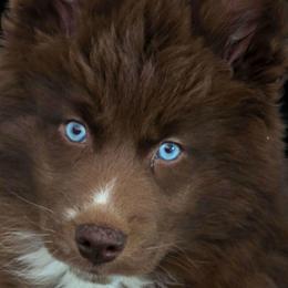 Honi - Brown and white female Siberian Husky puppy in East Tawas, Michigan from BurnsBerg's Woolies