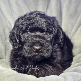 Smoker - Black male Sheepadoodle puppy in Cleveland, Georgia from Jam's Doodles And Poodles