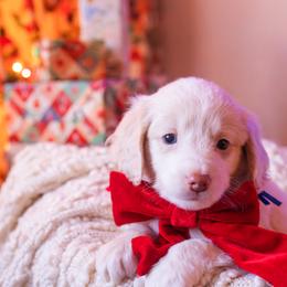 Jasper - male Aussiedoodle puppy in Redding, California from Farmstead Doodles