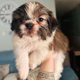 Prashants boy 2 - Brindle and white male Shih Tzu puppy in Marion County, Tennessee from Jenkins Puppy Paradise
