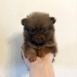 Dancer - Wolf sable female Pomeranian puppy in Stroud, Oklahoma from Laik’s Little Shihtz & Poms