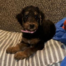 Whiskey - Black and tan female Airedale Terrier puppy in Huntersville, North Carolina from Cool Hand Luke Kennels