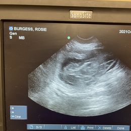 Australian Shepherd Puppies from Faith Built Ranch