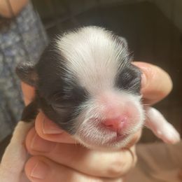 Olaf - Brindle and white male Shih Tzu puppy in Jasper, Georgia from Tiny Bubbles Shih Tzus