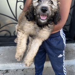 Belle - female Newfypoo puppy in Jamul, California from Socal Puppy