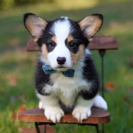 Benedict (Benny) - Black and tan male Pembroke Welsh Corgi puppy in Benton, Arkansas from High Cotton Corgis