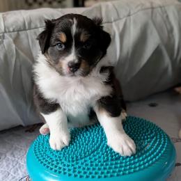 Hype - Black tri-color male Australian Shepherd puppy in Rhode Island from Ocean Cliff Aussies