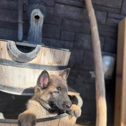 Yeti - Fawn male Belgian Malinois puppy in Hastings, Minnesota from Century Hills Farm