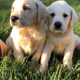 Labrador Retriever Puppies from Cross G Farms