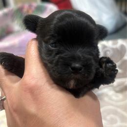 Oliver - Chocolate male Morkie puppy in Winston Salem, North Carolina from Patty’s Paws