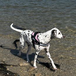 Susie - Dalmatian