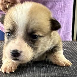 Boy 3 - Red male Pembroke Welsh Corgi puppy in Moulton, Alabama from Reed's Pembroke Corgi Welsh