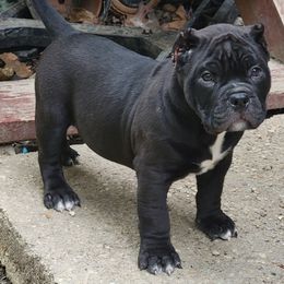 Boy 1 - Black American Bully puppy in Chesterfield, Virginia from Kilo Company American Bullies