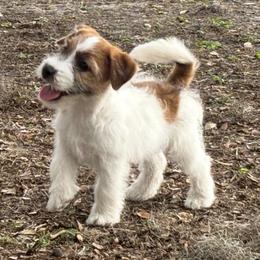 Russell Terrier puppies from Jumping Jacks Russells