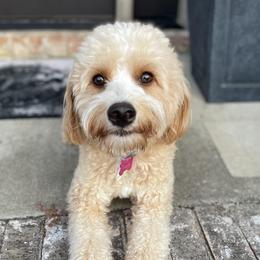 Roxie - Goldendoodle
