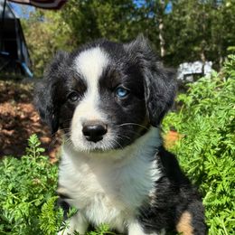 Girl 3 - Black tri female Miniature Australian Shepherd puppy in Potosi, Missouri from Red Hawk Ranch