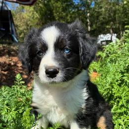 Girl 3 - Black tri female Miniature Australian Shepherd puppy in Potosi, Missouri from Red Hawk Ranch