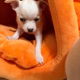 Sawyer - Cream and white male Chihuahua puppy in Amity, Pennsylvania from Rhoda and Verna