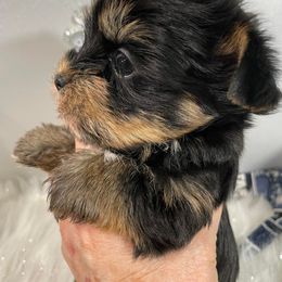 Boy 1 - Yorkshire Terrier puppy in East Moline, Illinois from Lincolnwood Yorkies
