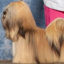 Ramsey - Lhasa Apso