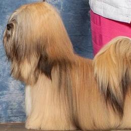 Ramsey - Lhasa Apso