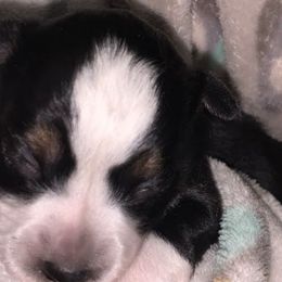 Miniature Australian Shepherds and Toy Australian Shepherds from Cockburn’s Toy and Mini Australian Shepherds