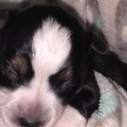 Miniature Australian Shepherds and Toy Australian Shepherds from Cockburn’s Toy and Mini Australian Shepherds