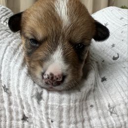 Fox- Sable Male - Sable and white male American Corgi puppy in Chippewa Falls, Wisconsin from Dazie Lou’s Corgis