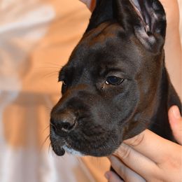 Marmalade - Black female Great Dane puppy in Salem, Oregon from Gigantes de Cervantes
