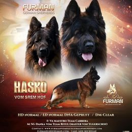 German Shepherd puppies from Furman German Shepherds