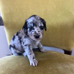 Luna Lovegood - Blue merle female Bordoodle puppy in Valley Center, California from Circle R Valley Farms